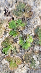 Ranunculus recens
