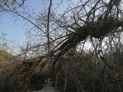 Tillandsia huamelulaensis