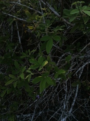 Vitex mollis