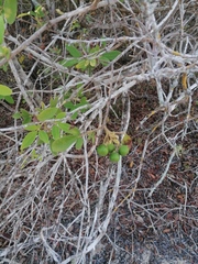 Vitex mollis