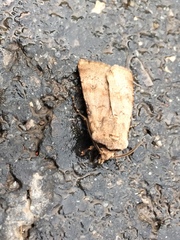 Agrotis cinerea