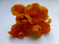 Craterellus odoratus