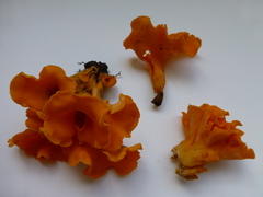 Craterellus odoratus