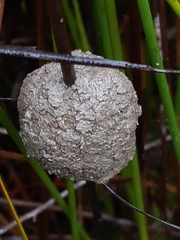 Tenodera australasiae