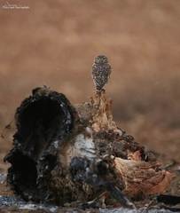 Athene noctua