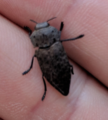 Capnodis tenebricosa