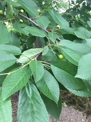 Prunus cerasus