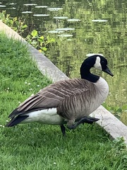 Branta canadensis