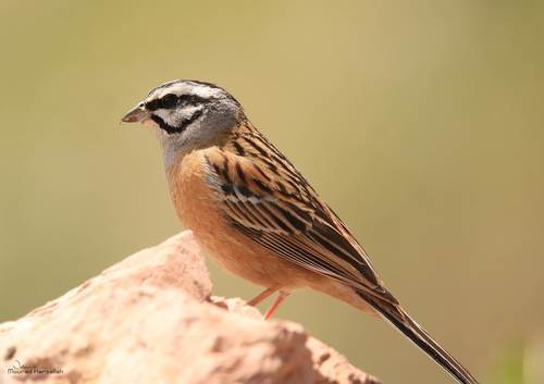 Rock Bunting