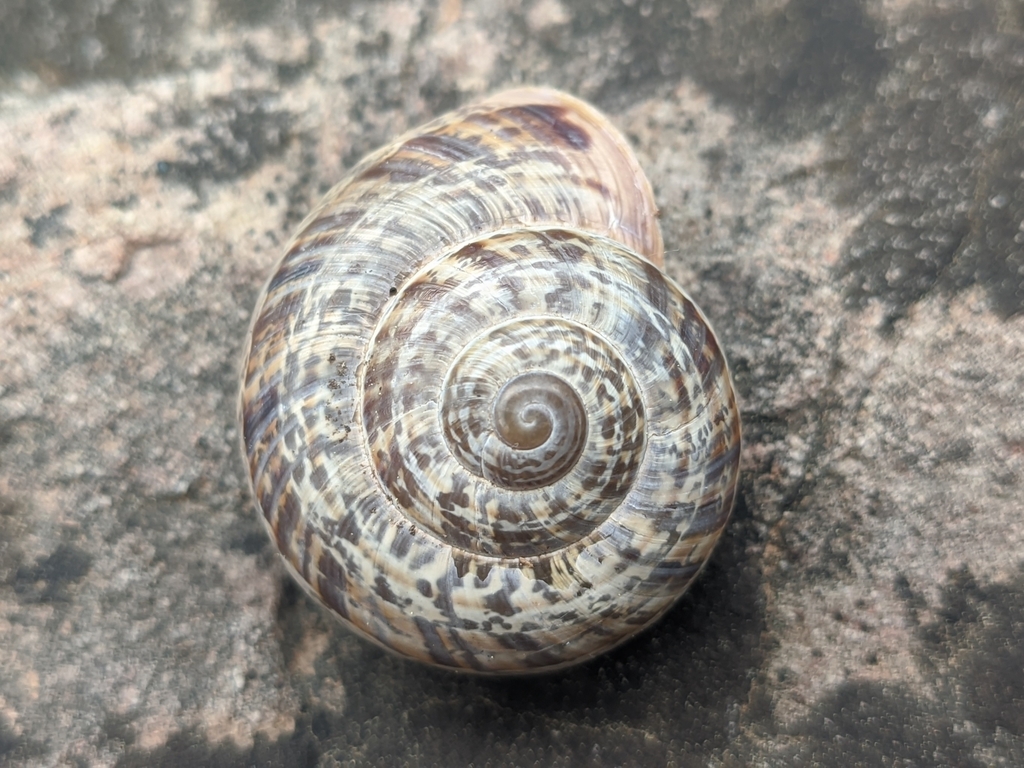 Iberus guiraoanus