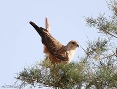 Buteo rufinus cirtensis