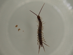Lithobius calcaratus