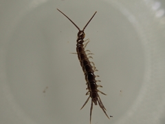 Lithobius calcaratus