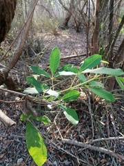 Vitex mollis