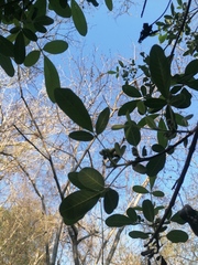 Vitex mollis