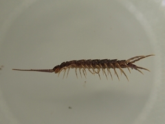 Lithobius calcaratus