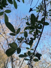 Vitex mollis