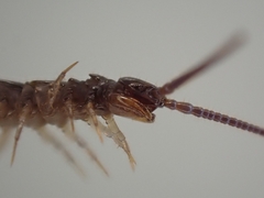 Lithobius calcaratus