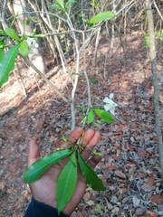 Tabernaemontana amygdalifolia