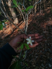 Tabernaemontana amygdalifolia