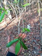 Tabernaemontana amygdalifolia