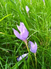 Crocus banaticus