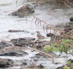 Turdus hortulorum