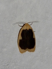 Pseudoblabes oophora