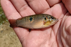 Hemichromis