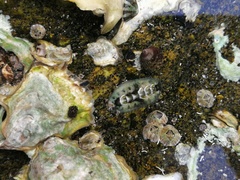 Acanthochitona