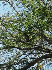 Turdus grayi