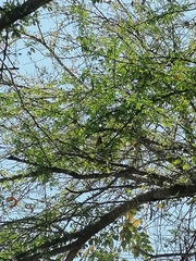 Turdus grayi