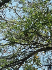 Turdus grayi