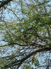 Turdus grayi