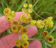 Helichrysum mixtum mixtum