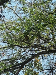 Turdus grayi