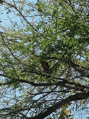 Turdus grayi