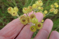 Helichrysum mixtum mixtum