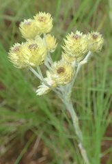 Helichrysum mixtum mixtum