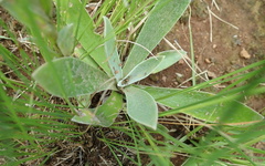 Helichrysum mixtum mixtum
