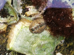 Acanthochitona rubrolineata