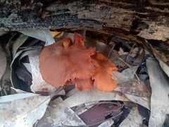 Cantharellus concinnus