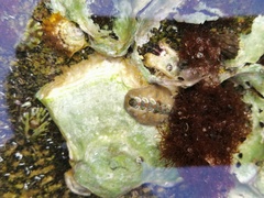 Acanthochitona rubrolineata