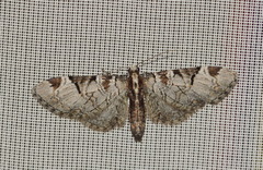 Eupithecia insigniata