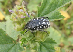 Oxythyrea noemi