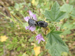 Oxythyrea noemi