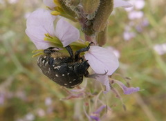Oxythyrea noemi