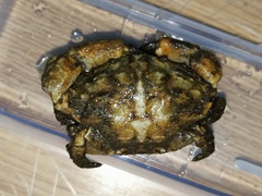 Macromedaeus distinguendus