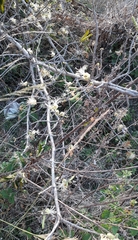 Alangium salviifolium