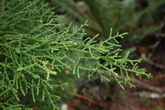 Lagarostrobos franklinii